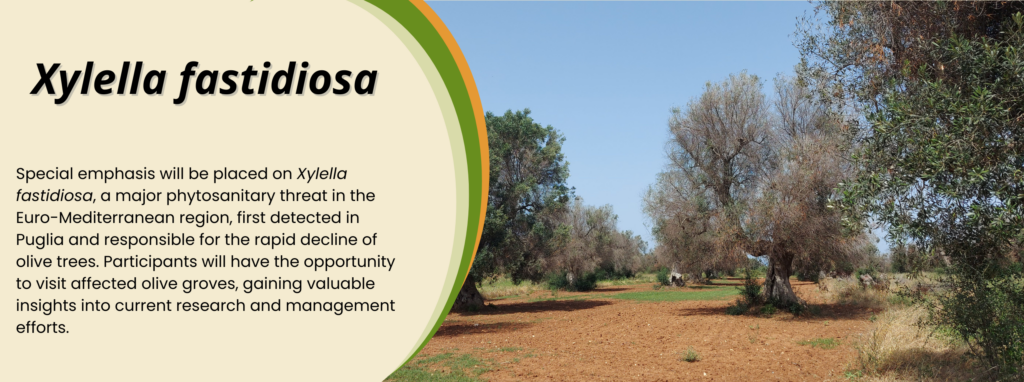 Xylella fastidiosa